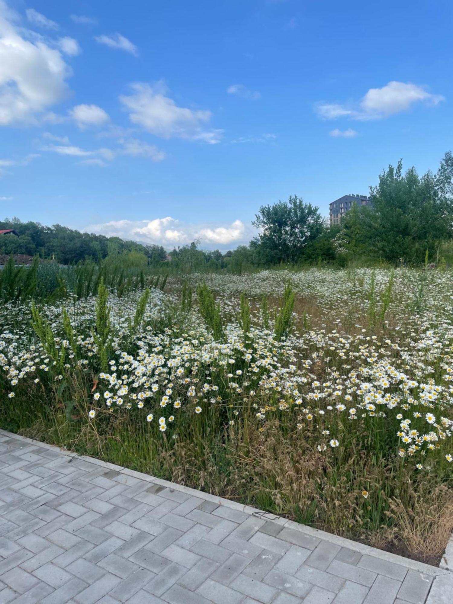 Tsaghkadzor Alvina Complex Apartment Екстериор снимка